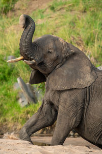 Close-up of elephant on sand lifting trunk