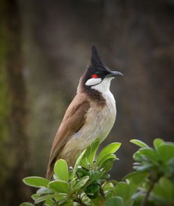 Close-up of bird perching on plant
