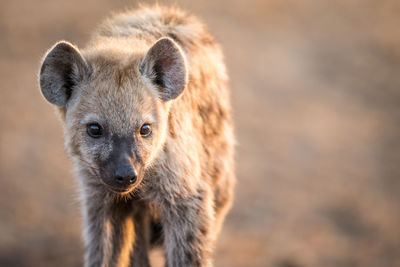 Portrait of spotted hyena standing on field