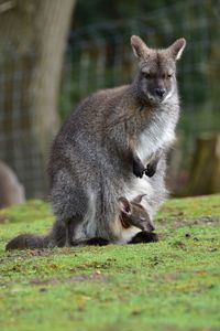 Wallaby with baby sitting in pouch