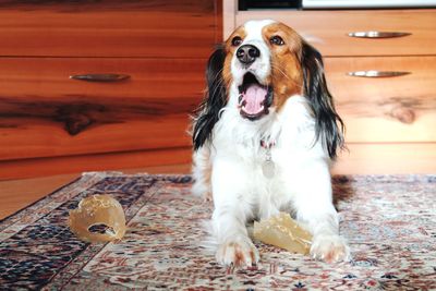 Close-up of dog at home