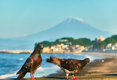 Close-up of bird perchingat the beach