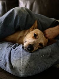 Close-up portrait of dog resting