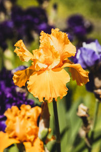 Close-up of yellow flowering plant