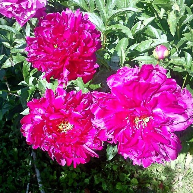 flower, freshness, petal, fragility, pink color, growth, beauty in nature, flower head, blooming, plant, high angle view, nature, leaf, in bloom, close-up, park - man made space, outdoors, pink, day, green color