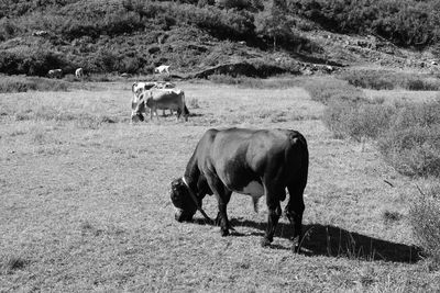 Cows grazing in a field