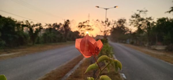 Close-up of red rose on road against sky during sunset