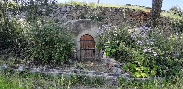 View of building and plants against wall