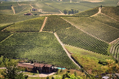 Scenic view vineyards in tuscany