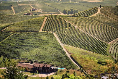 High angle view of agricultural field