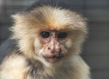 Close-up portrait of monkey