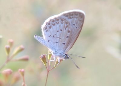 Close-up of butterfly pollinating flower