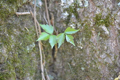 Close-up of lizard on tree