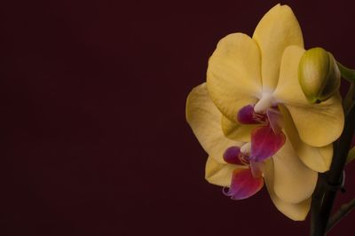 Close-up of flower