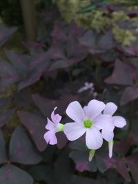 Close-up of purple flowers