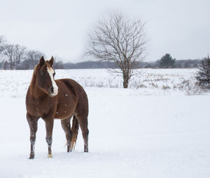 Horse on snow covered field