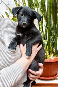 Cute black pet puppy in the arms of a woman, close-up