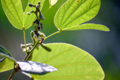 Close-up of butterfly on leaf