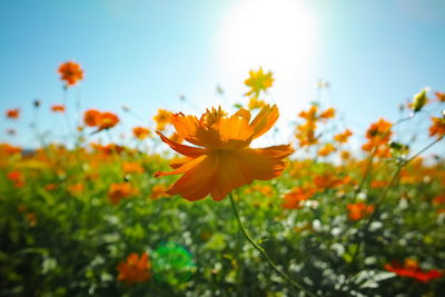 Close-up of fresh orange cosmos flower in field against sky