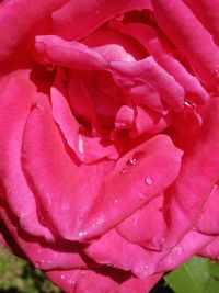 Macro shot of pink rose flower
