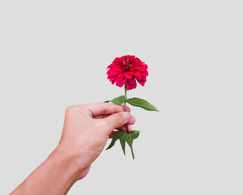 Cropped hand holding red zinnia flower against white background