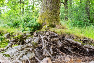 Tree trunk in forest