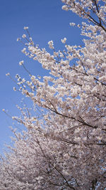 Low angle view of cherry blossom against sky