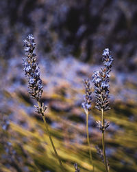 Close-up of wilted plant on field during winter