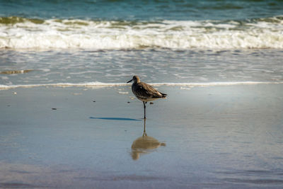 Seagull with reflection on the beach in south carolina