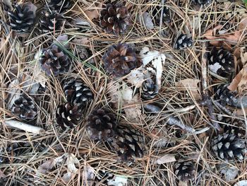 High angle view of pine cone on field