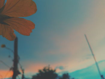 Low angle view of plants against sky