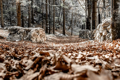 Surface level of dry leaves on land in forest