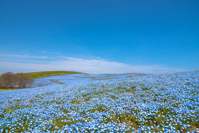 Scenic view of snow covered land against blue sky