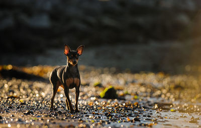 Miniature pinscher standing on wet field