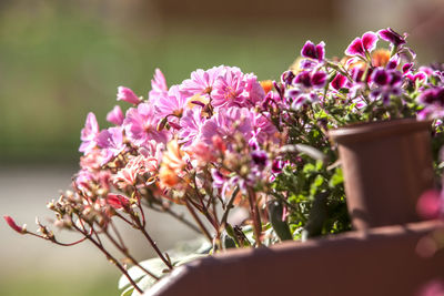 Close-up of pink flowers against blurred background