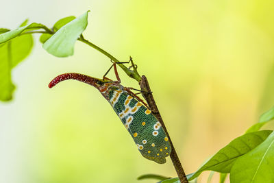 Close-up of butterfly on leaves