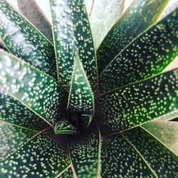 Close-up of succulent plant