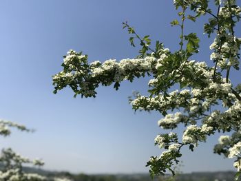 Low angle view of flowering tree against sky