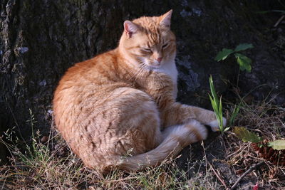 Cat sitting in a field