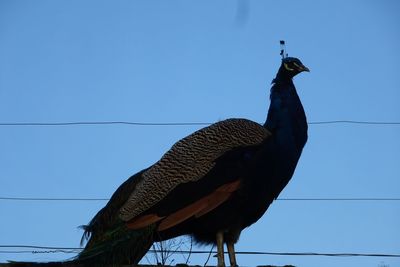 Low angle view of peacock perching against clear blue sky