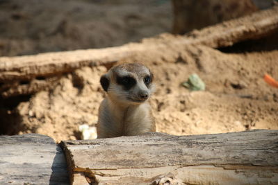 Portrait of a meerkat hiding behind a wood in zoo