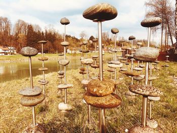 Mushrooms growing on field against sky
