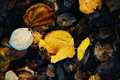 Fallen leaves on water