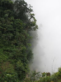 Scenic view of forest against sky