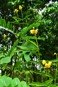 Close-up of yellow flowering plant