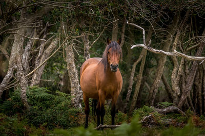 Horse standing in a forest