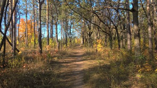 Trees growing in forest during autumn