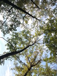 Low angle view of flowering tree against sky