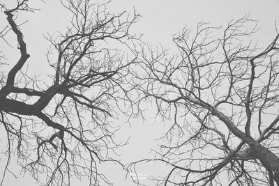 Low angle view of bare tree against clear sky