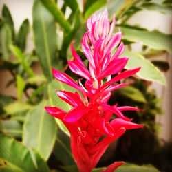 Close-up of pink flower